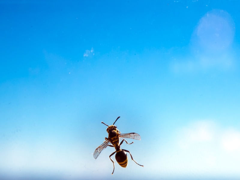 FLIGHT OF THE BUMBLEBEE