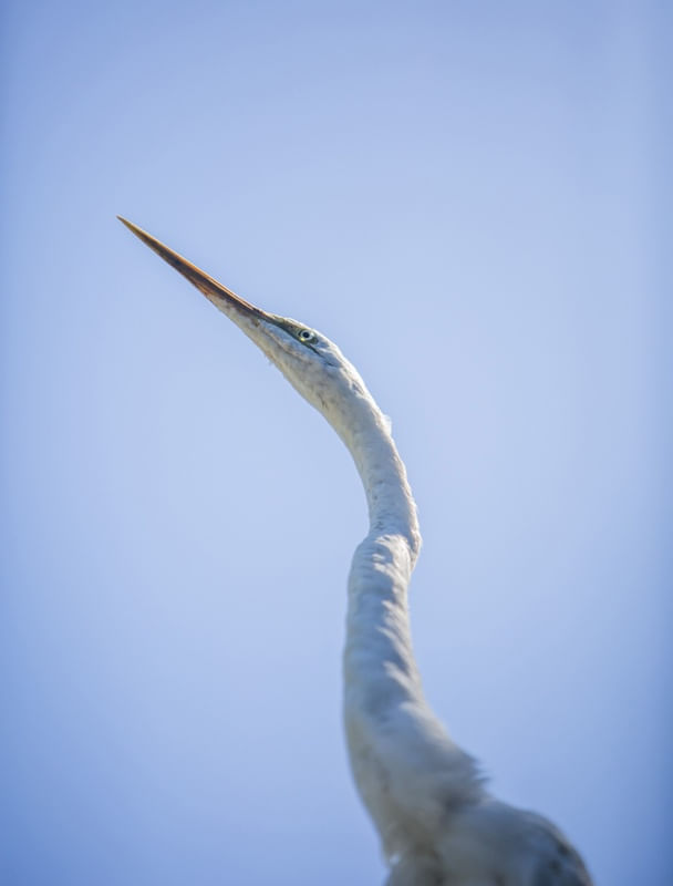 OLHAR DE GAIVOTA