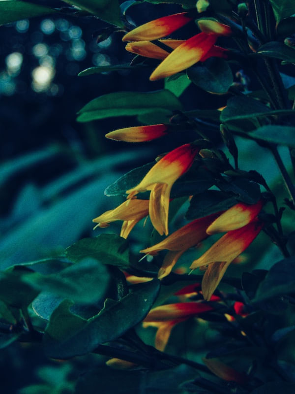 DETALHES DO JARDIM BOTÂNICO II