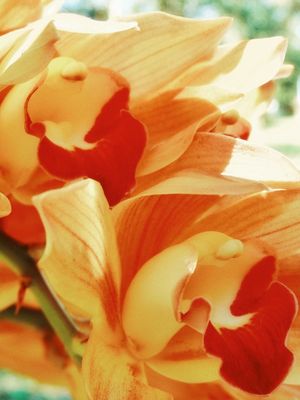 ORQUÍDEAS DETALHE