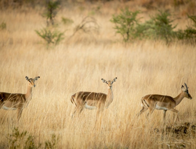 ANTILOPES AFRICANOS