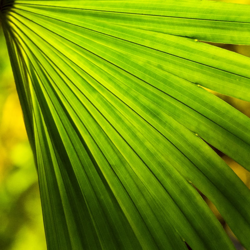 SERENOA ILUMINADA B (Q)