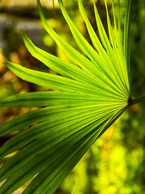 SERENOA ILUMINADA (RE)