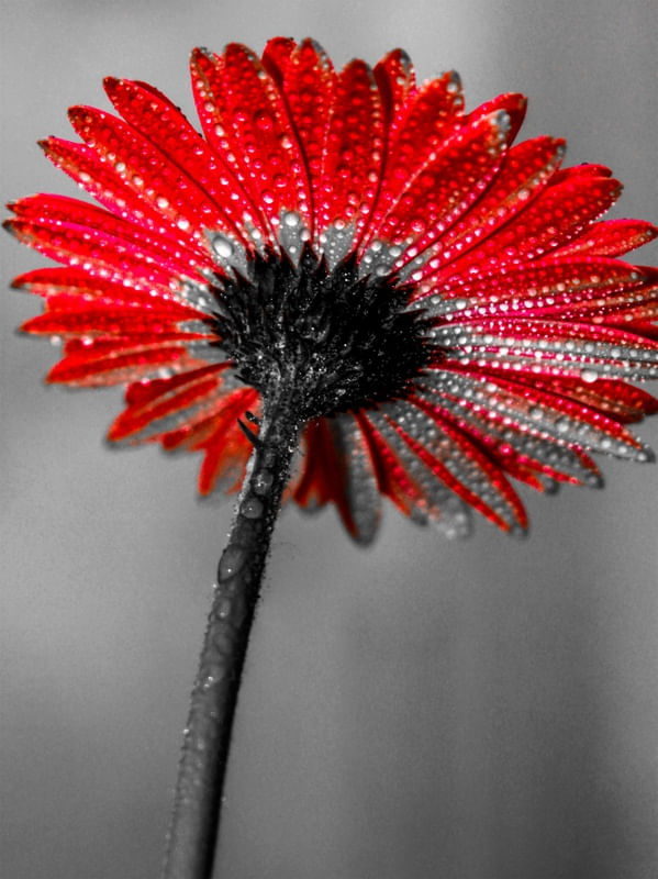 FLOR GERBERA