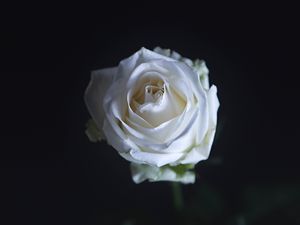ROSA BRANCA 01