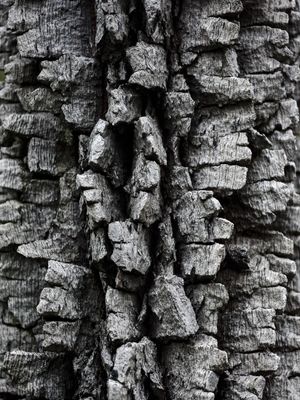 CASCAS VEGETAIS