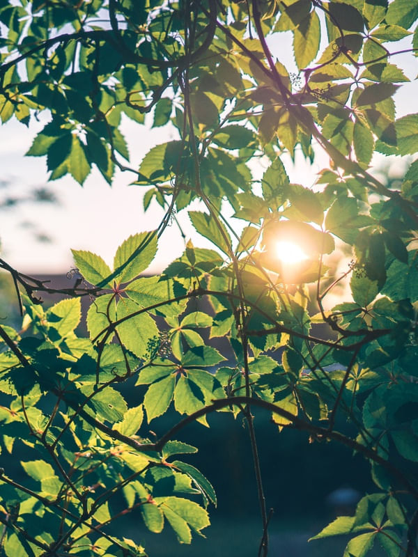 O BRILHO DA NATUREZA
