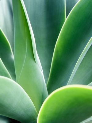 FOLHAS VERDES DA NATUREZA I