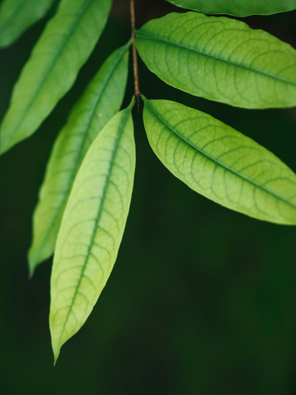 FOLHAS VERDES III