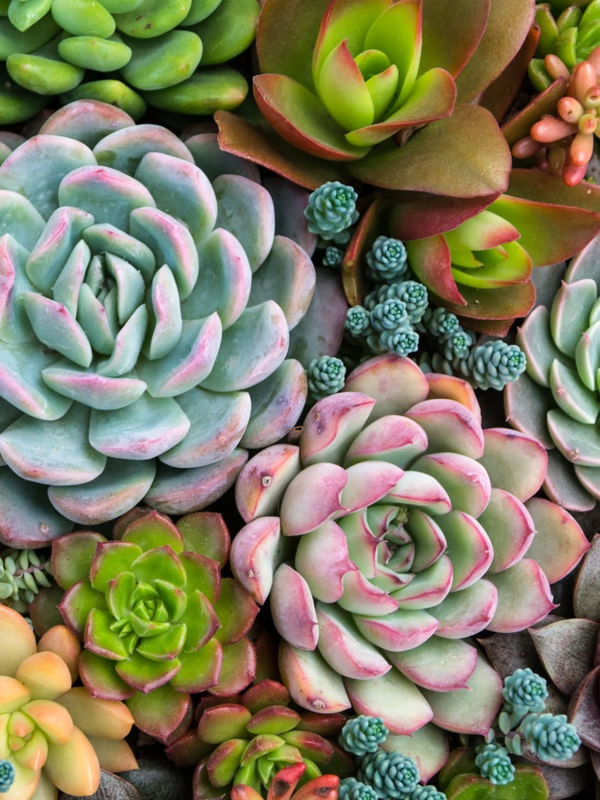 COLORFUL CACTUS