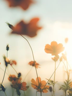 SWEET FLOWER LIGHTS
