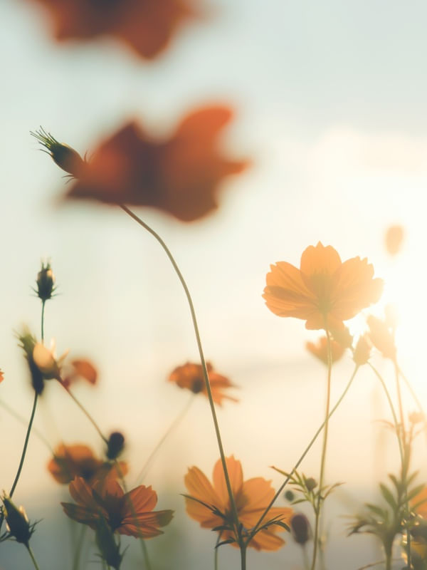 SWEET FLOWER LIGHTS