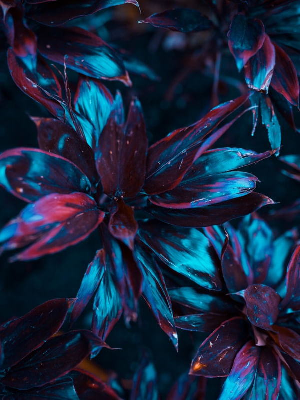 PSICODELIC FLOWERS