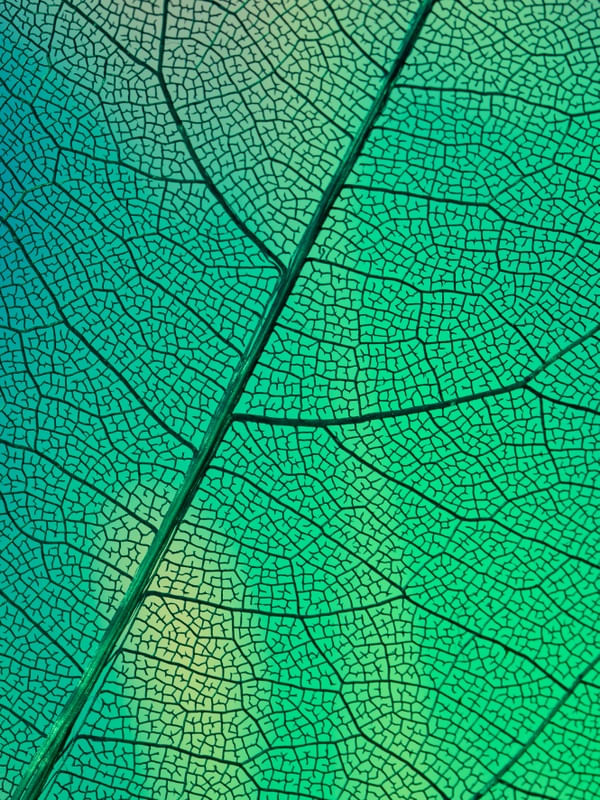 MACRO NATURE II