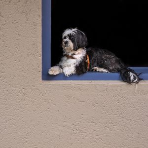 DOG NA JANELA