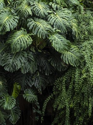 GREEN FOLIAGE