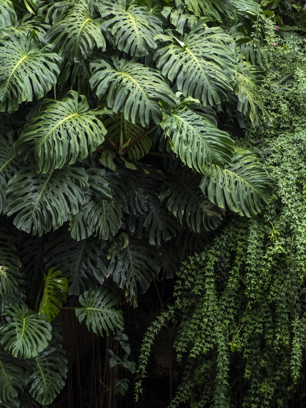 GREEN FOLIAGE