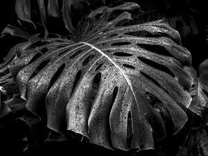 COSTELA DE ADÃO BW