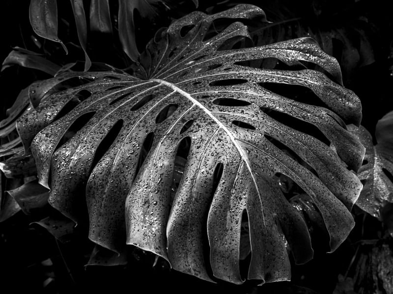 COSTELA DE ADÃO BW