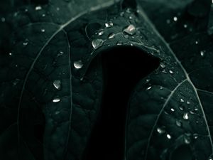 GOTA VERDE