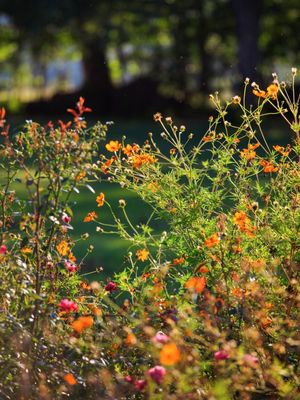 FLORES DO CAMPO NO CAMPO