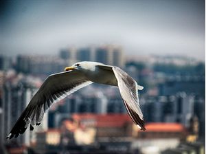 NO CÉU DE PORTO