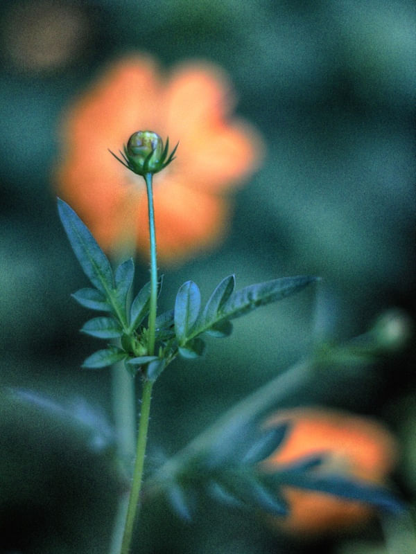 FLOR DESFOCADA