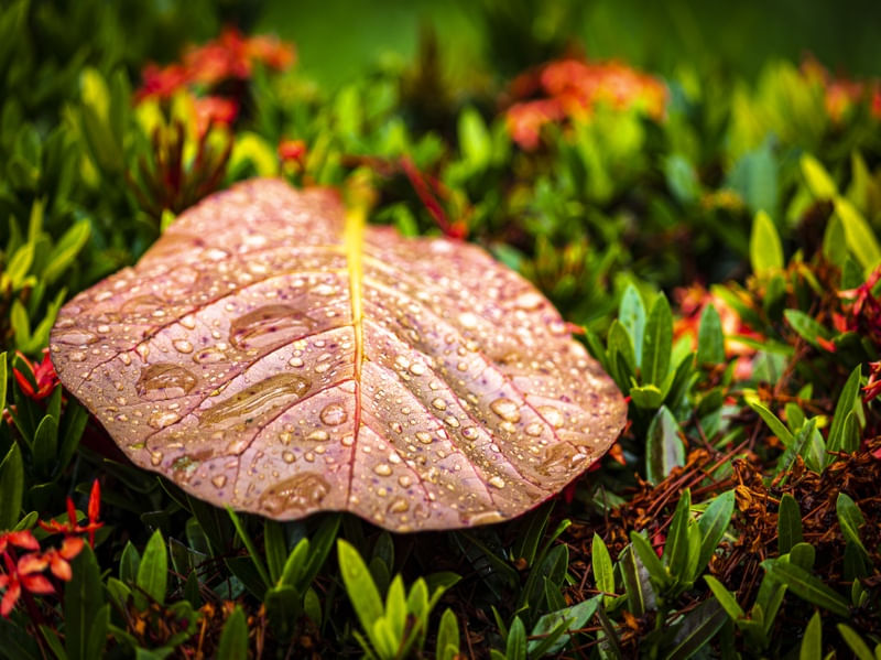 GOTAS DE EMOÇÃO