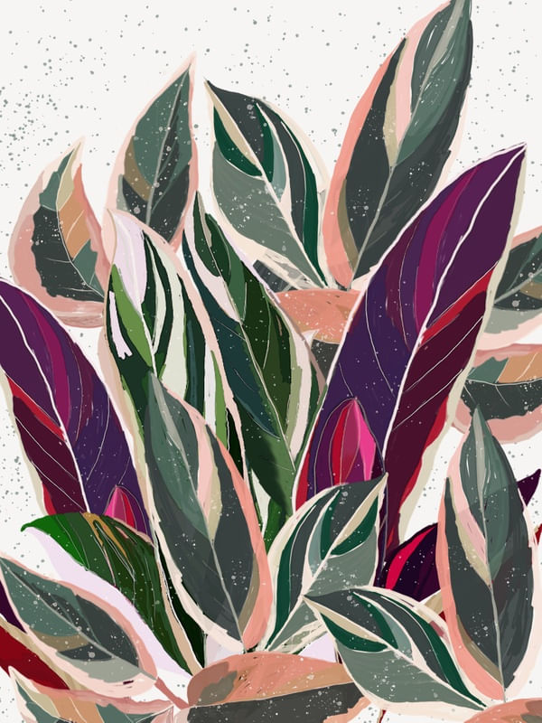 DRACENAS