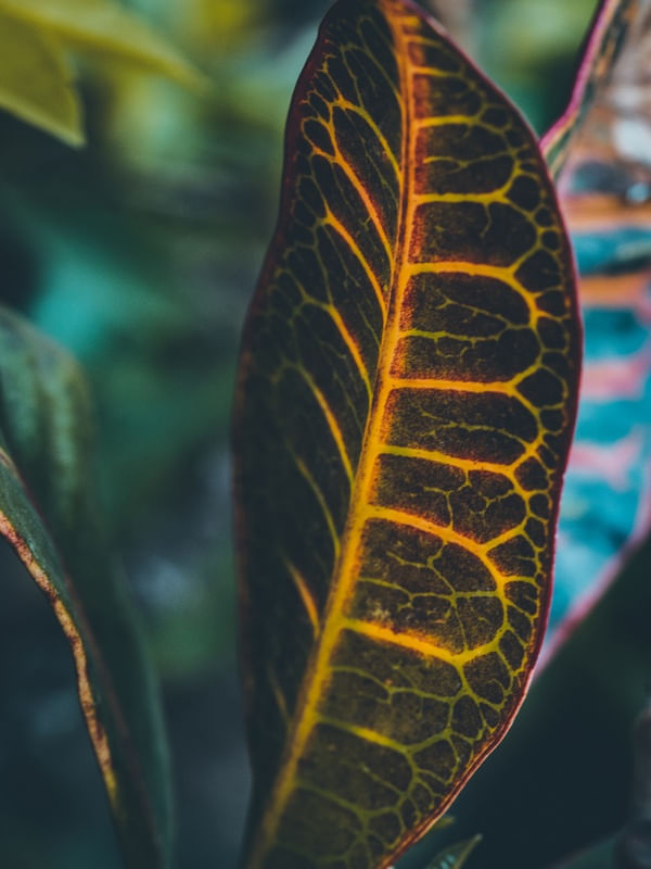CHROMA II
