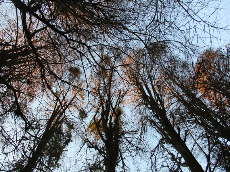 NATUREZA MÃE