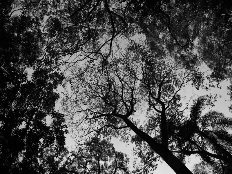 HORTO FLORESTAL