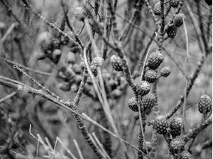 BRANCHES_COLLECTION
