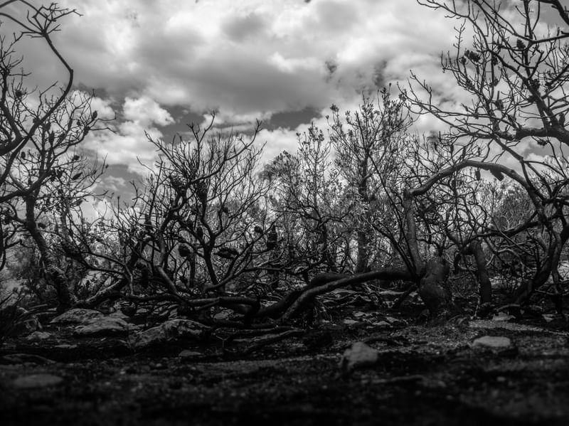 BRANCHES COLLECTION 2