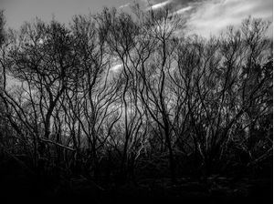 BRANCHES COLLECTION 3