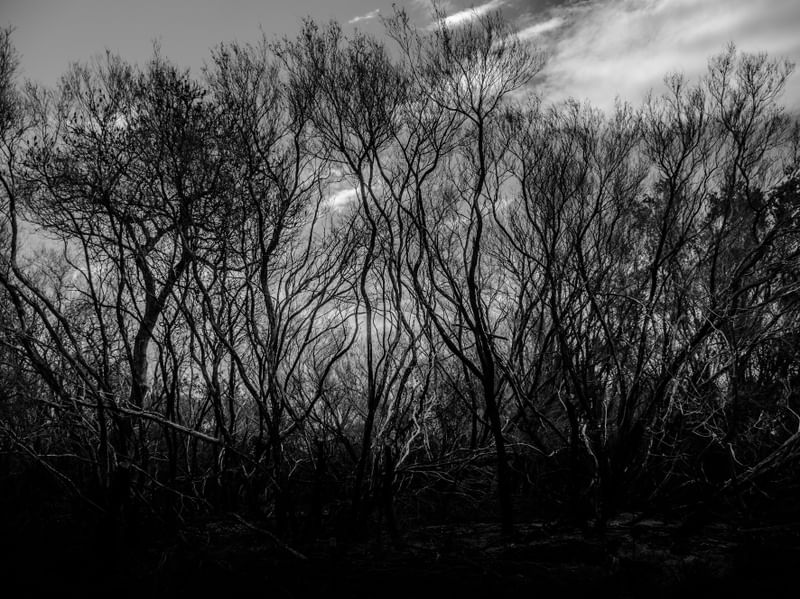 BRANCHES COLLECTION 3