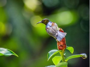 GARDENS_COLLECTION_HUMMINGBIRD