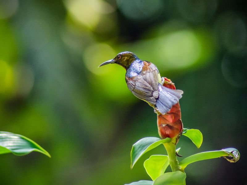 GARDENS_COLLECTION_HUMMINGBIRD