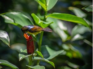 GARDENS_COLLECTION_HUMMINGBIRD2