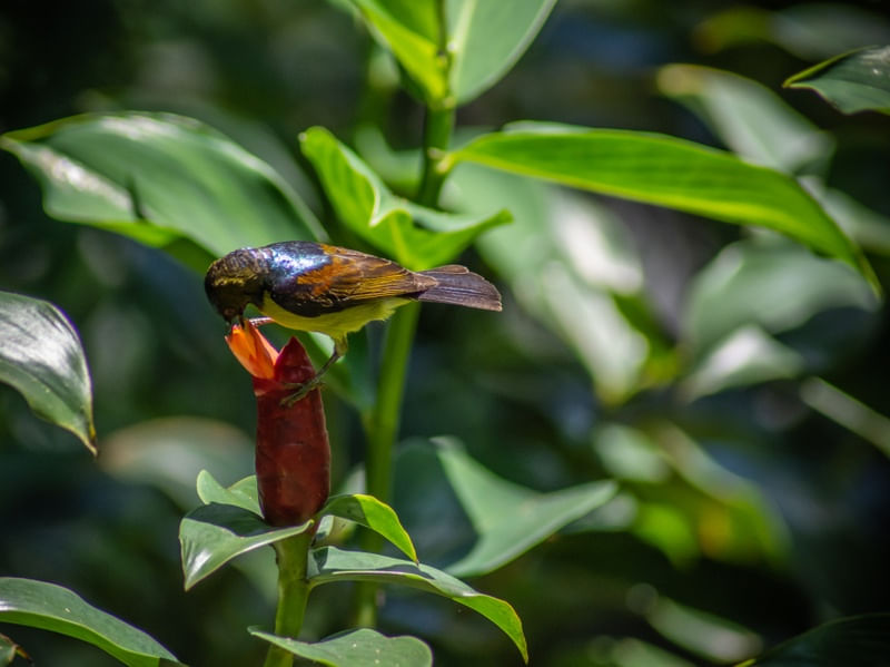 GARDENS_COLLECTION_HUMMINGBIRD2