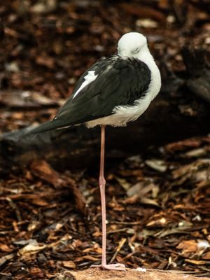 ANIMALCOLLECTION_SLEEPING BIRD
