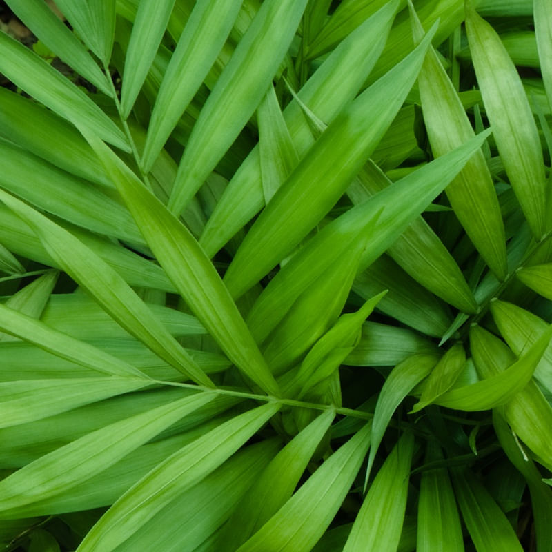 TRÍPTICO 1 FOLHAS VERDES