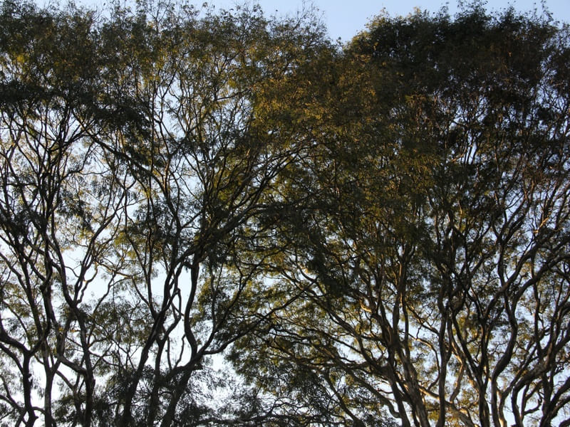 APENAS ÁRVORES