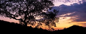 ARVORE 3 (PANO) - ESP. STO. DO PINHAL