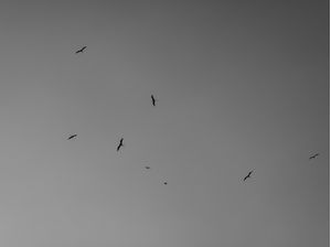 LIBERDADE PARA SEGUIR