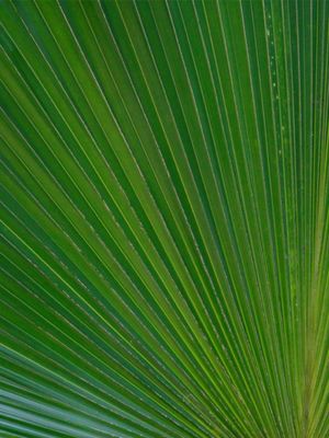 DÍPTICO 1 FOLHA VERDE