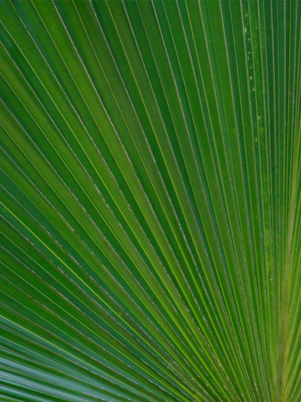DÍPTICO 1 FOLHA VERDE
