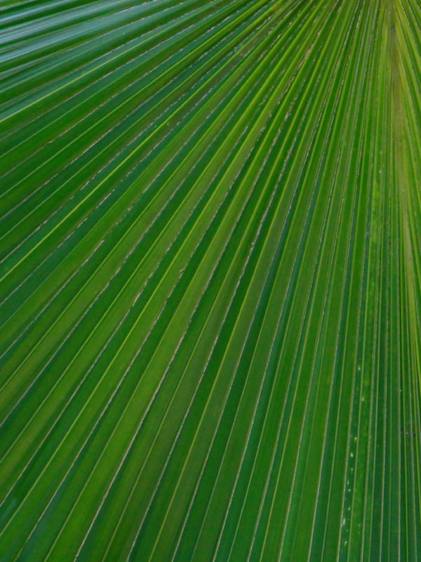DÍPTICO 2 FOLHA VERDE