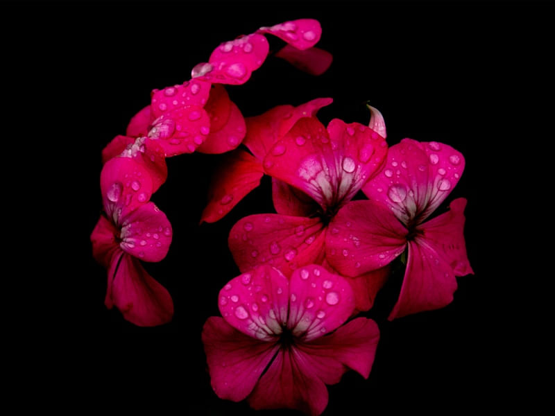 FLOR ROSA COM GOTÍCULAS