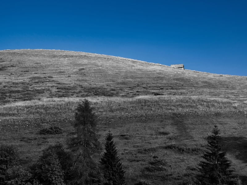 ARVORE E CÉU AZUL 3